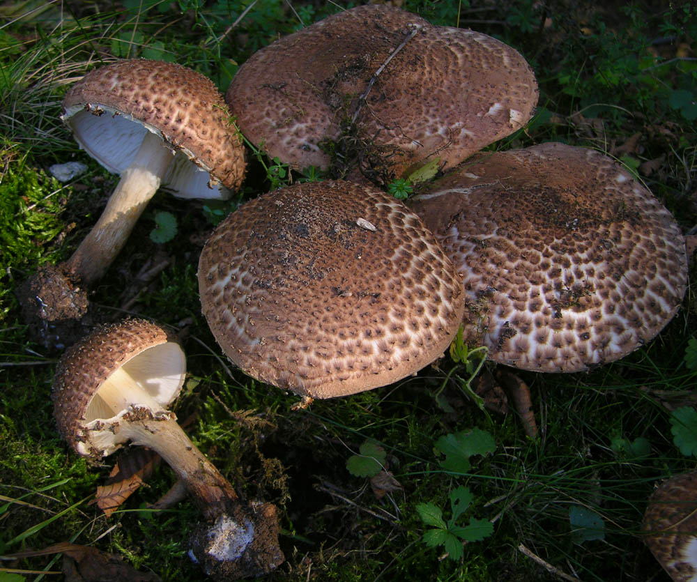 Lepiota da determinare